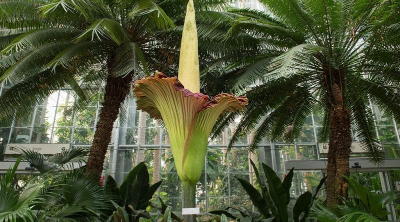 In the Botanical garden in Chicago’s blooming corpse flowers