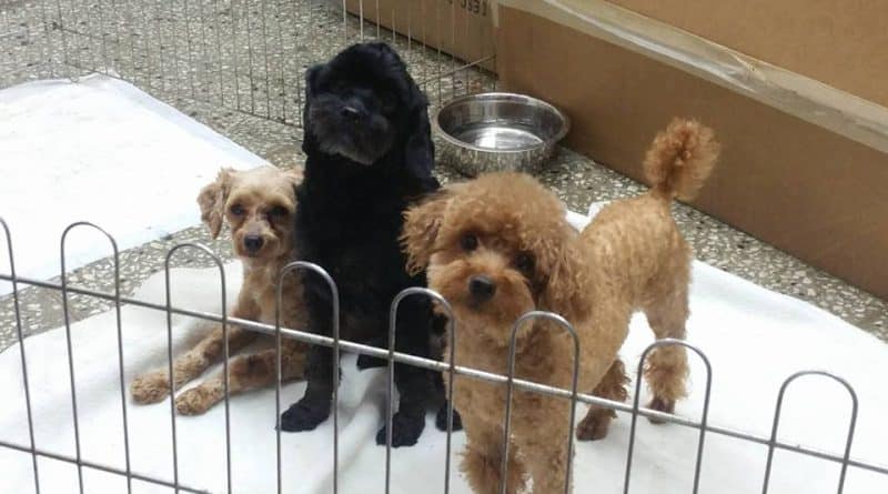 Poodles rescued from a Korean orphanage looking for a house