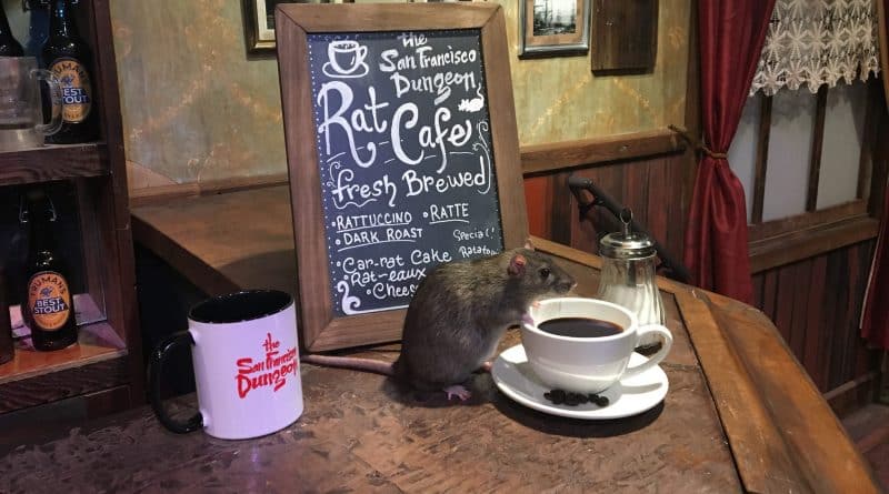 Coffee for $ 50 in rats