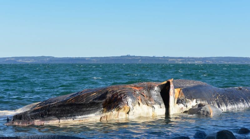 In a California beach found a dead blue whale