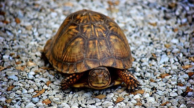 Drivers in new York are asked to be careful on the roads during the season of egg laying turtles