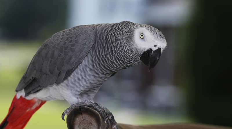 Rum parrot who speaks Russian, got lost in Queens