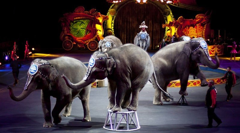 New York has banned circuses with wild animals