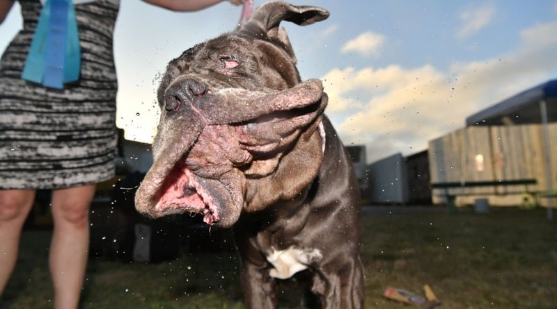In California chose the ugliest dog in the world (photos)