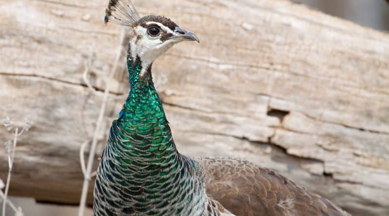 In California peacock ransacked the store of alcohol