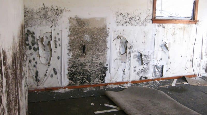 Homeowners will be forced to deal with mold and pests