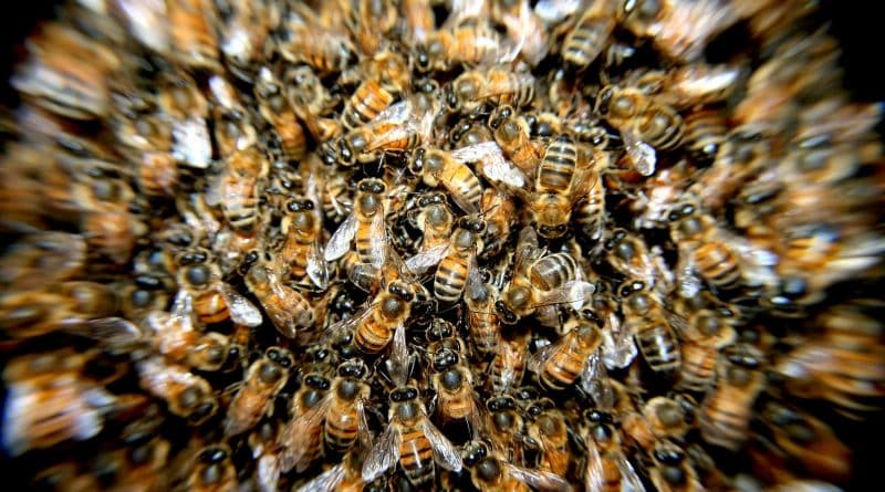 20 thousand bees occupied skyscraper in Manhattan (photo, video)