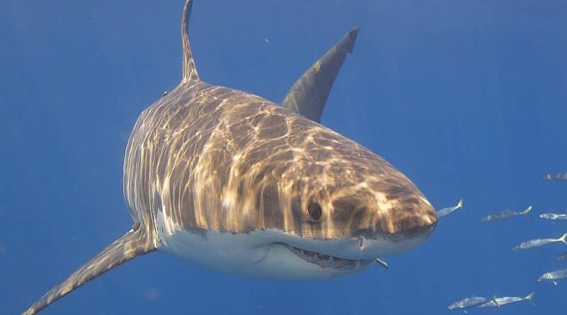 Great white sharks were spotted in the waters of new York