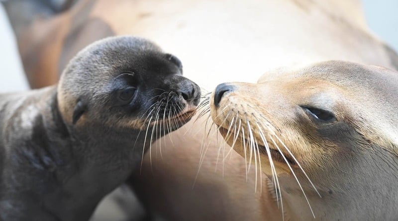 In Chicago were born sea lions (photo, video)