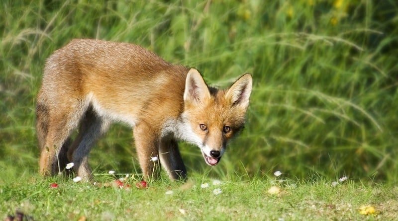 New Jersey attacks rabid Fox