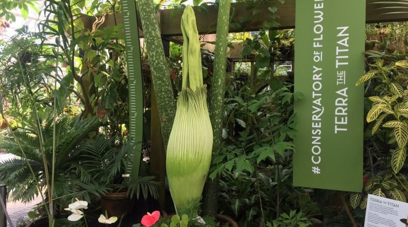 In San Francisco waiting for the flowering of a huge «corpse» flower