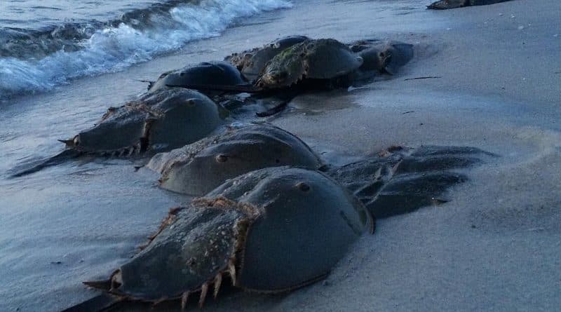 The horseshoe crabs have reached the beaches of new York