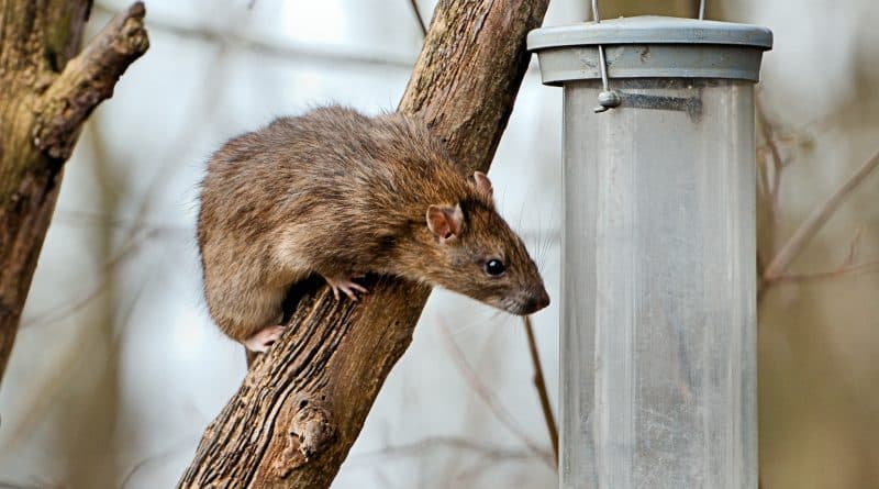 School in new York city attacked the hordes of rats (video)