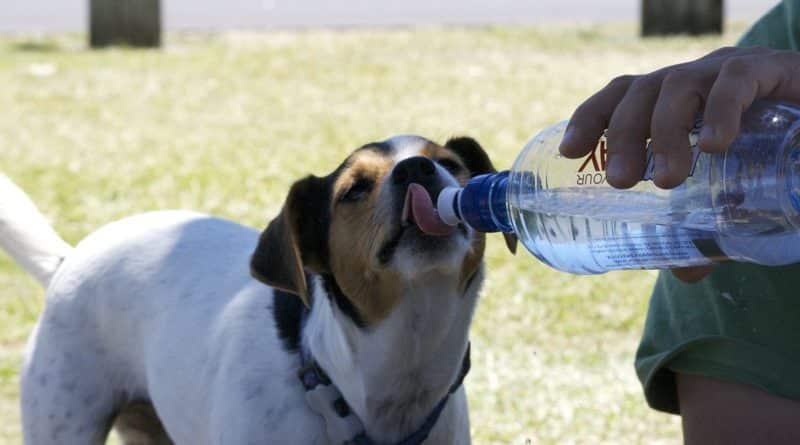 Because of the heat in new York hand out water to the dogs