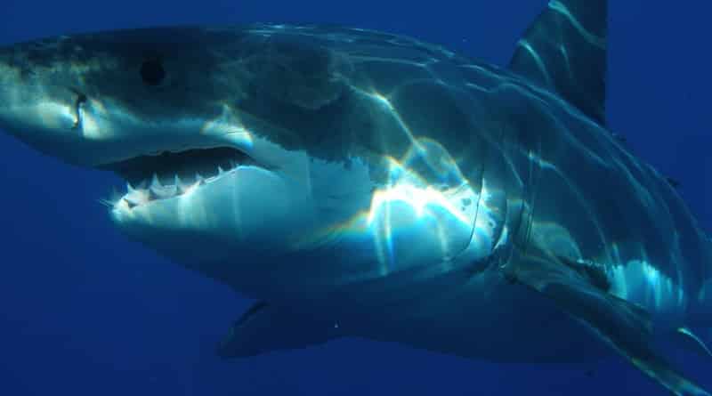 Beaches in California closed due to great white shark