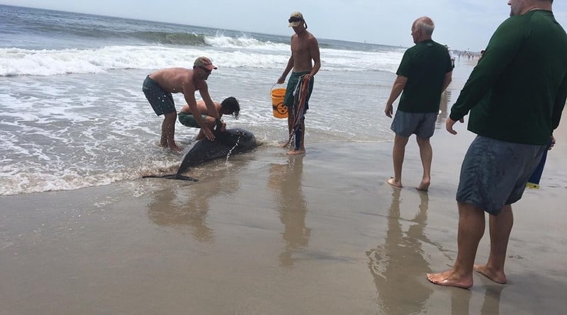In new Jersey rescued a beached Dolphin (photo)