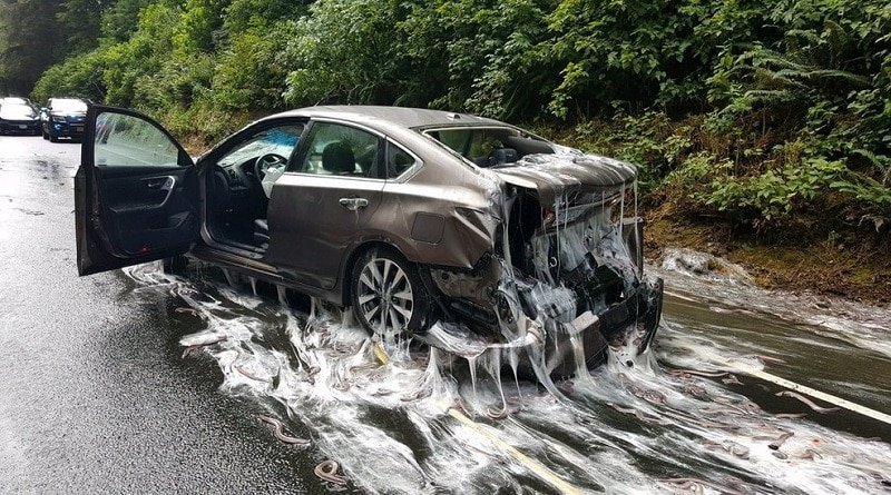 Highway in Oregon flooded with mucus and acne (photo, video)