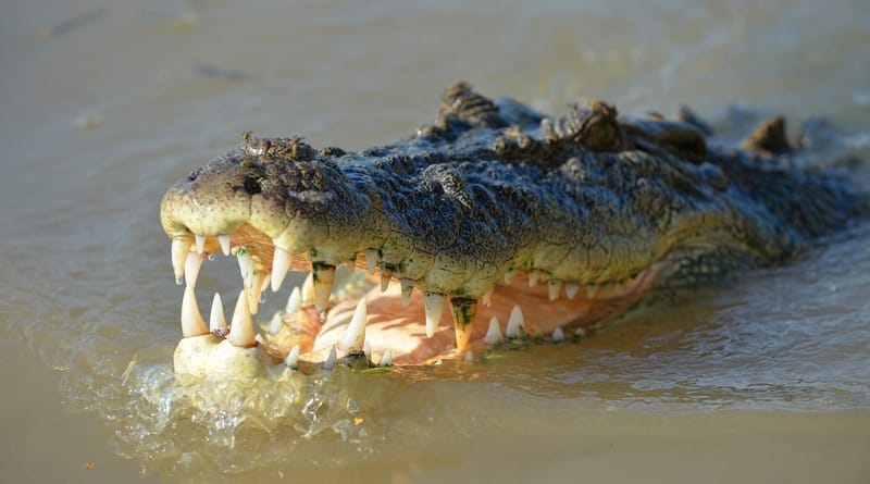 The crocodile bit off the hand of the American tourist, when he went to pee