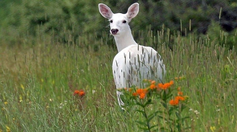 In new York you can see rare white deer in the wild