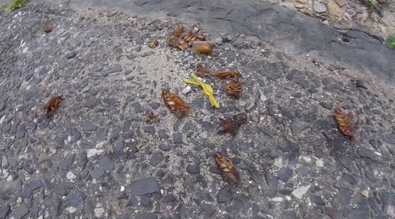 The hordes of cockroaches appeared in Philadelphia