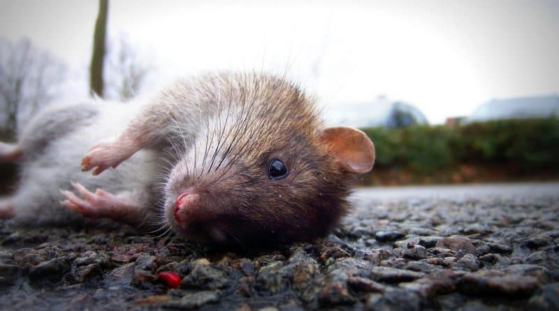 Bill De Blasio presented a plan for the extermination of rats in new York
