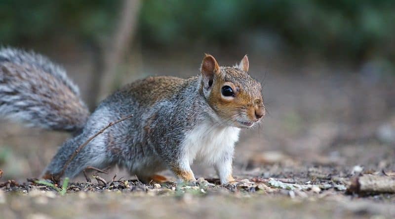 In Prospect Park people are attacked by squirrel