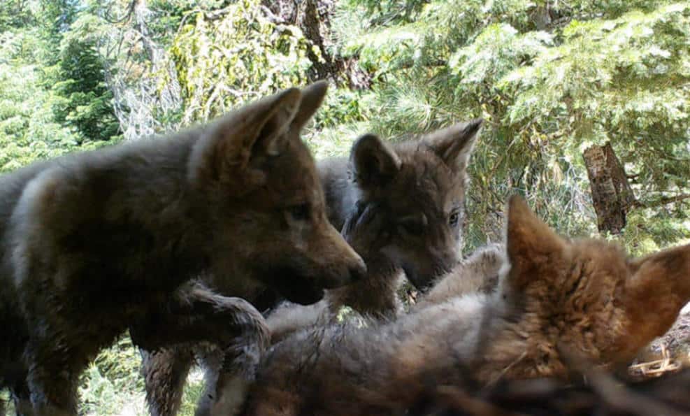 In Northern California appeared charming the cubs (photo)