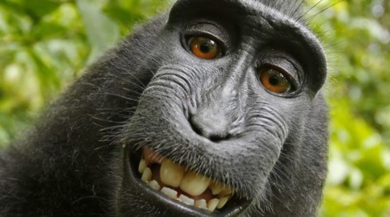 In California, the monkey’s suing photographer