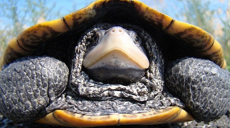 In new York from animal shelter stolen 100-year-old turtle