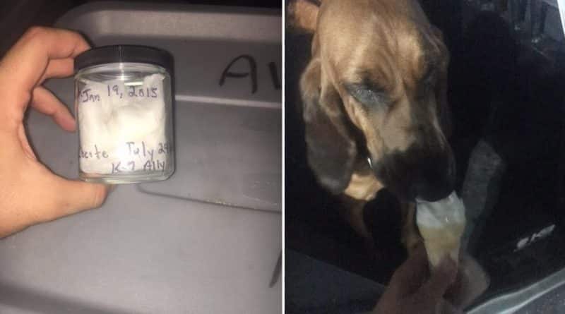 Dog from -9 To found the missing woman thanks to the jar with her scent