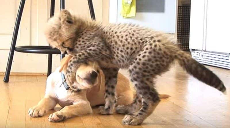 Unusual friendship: puppy saves Cheetah (video)