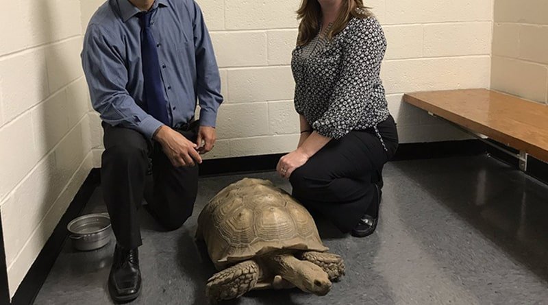 Missing in new York, 100-pound turtle found in another state