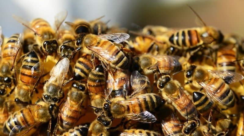 In the ceiling of the bedroom of a resident of Brooklyn, lived 35 thousand bees (video)