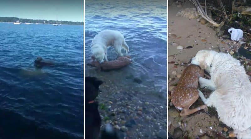 Dog rescued a drowning deer on the beach of long island