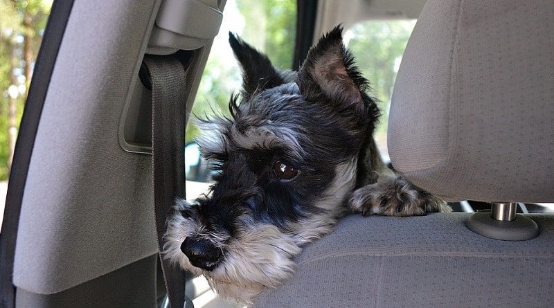 In Chicago offer fine for leaving Pets in a closed car