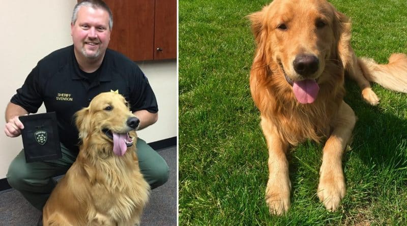 Retriever found in the yard a capsule with heroin worth $85,000