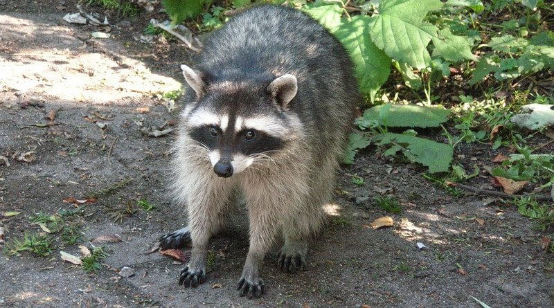 On long island ran a raccoon with a jar of peanut butter on his head (video)