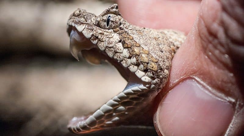 In California Playhouse for children found 19 poisonous snakes