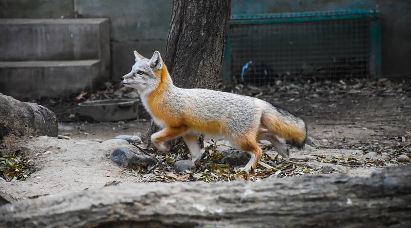 In new York, the Fox bit the woman and chased her into the house