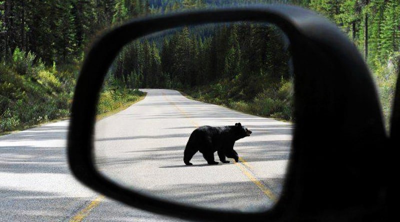 In Colorado, a bear stole a SUV… and celebrated it need