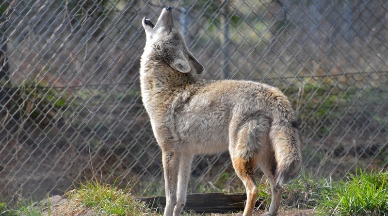 In new York, the coyote grabbed the woman’s face