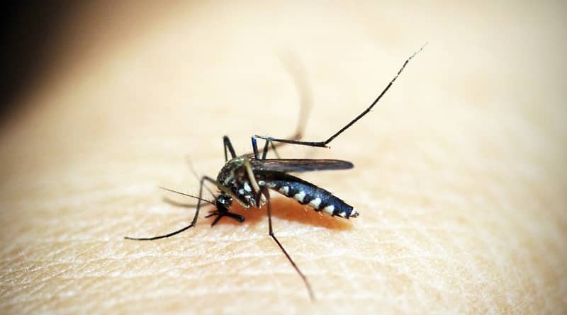 In Suffolk County discovered the mosquito vector fatal to humans equine encephalitis