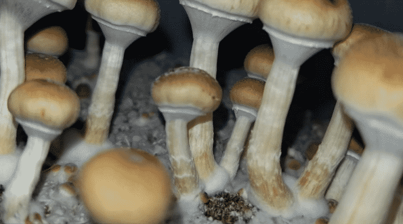 In California want to legalize magic mushrooms
