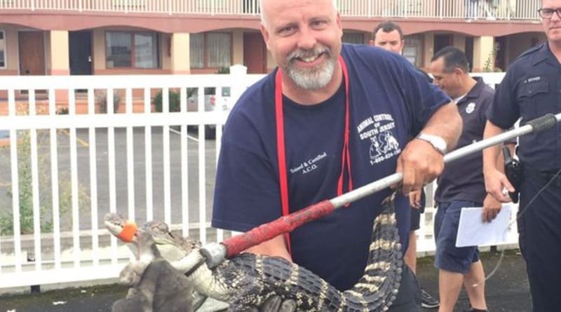 In new Jersey caught the alligator