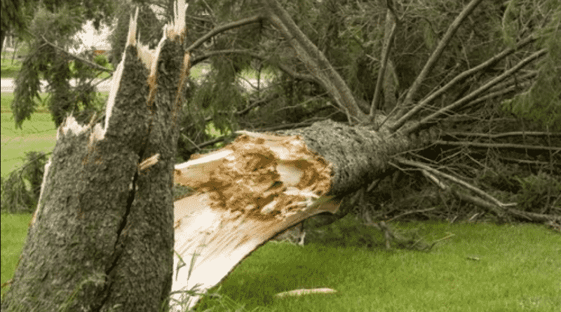 In the California children’s center fell the tree: three preschoolers hospitalized