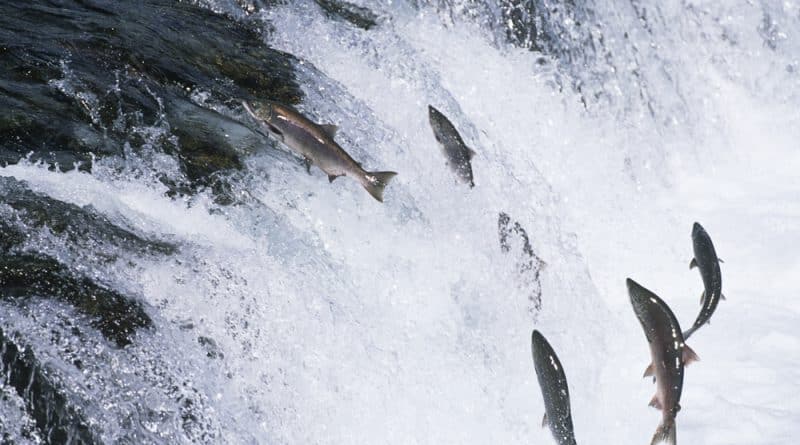 Thousands of salmon «escaped» from the fish farms in the ocean