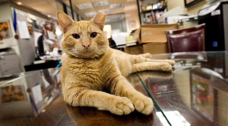 A ginger cat named hamlet became a new symbol at the Algonquin hotel