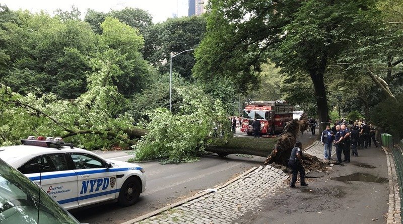 In Central Park fell a huge tree: hurt a mother with three children