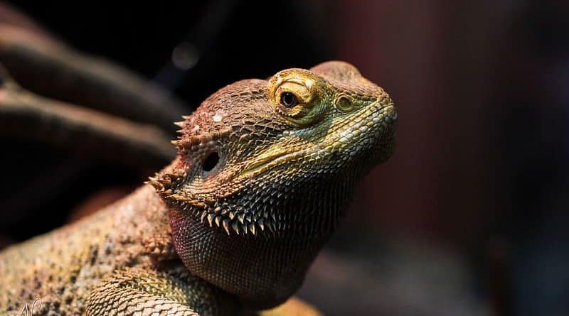 Residents of South Carolina warned …the Man-Lizard