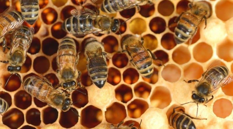 In Arizona, bees killed a man